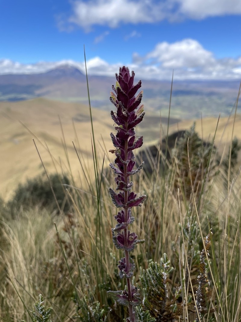 Neobartsia laticrenata