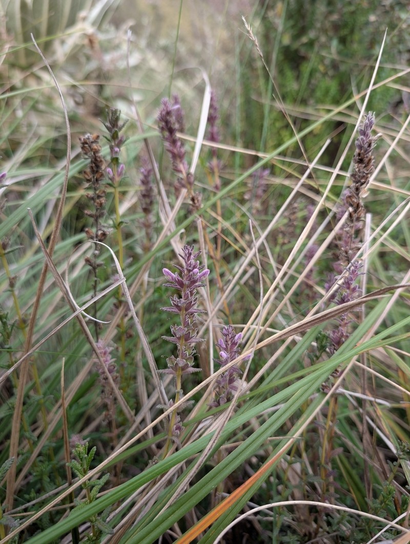 Neobartsia laticrenata photo 2