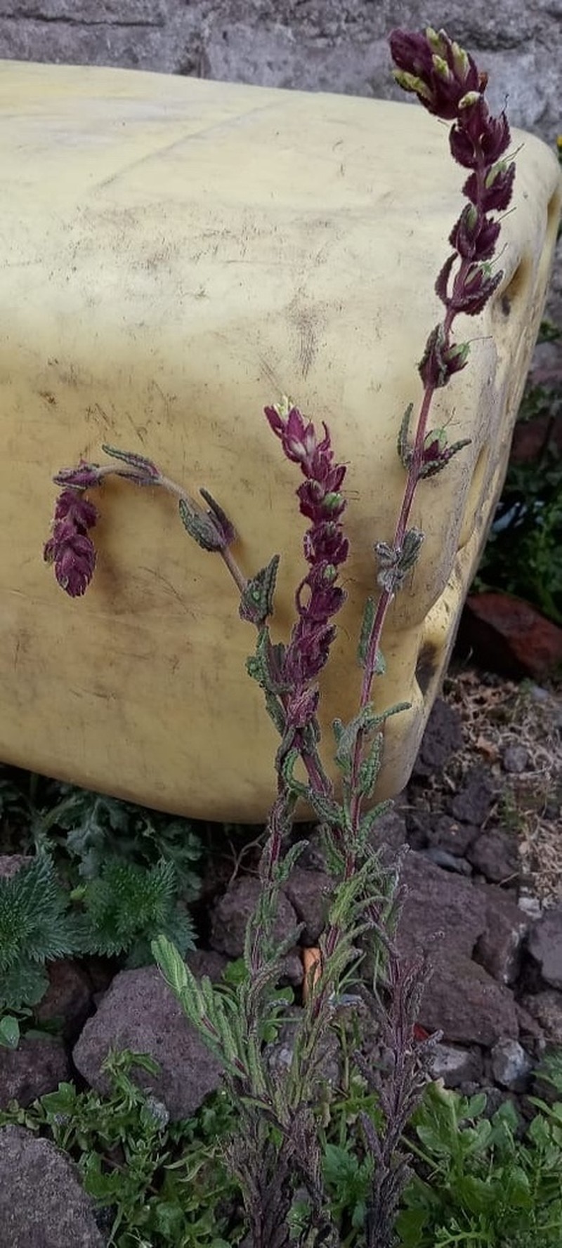 Neobartsia laticrenata photo 3