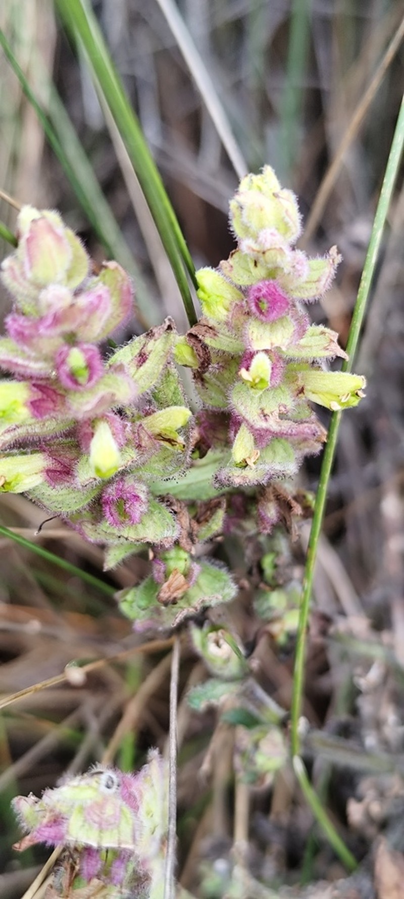 Neobartsia laticrenata photo 4