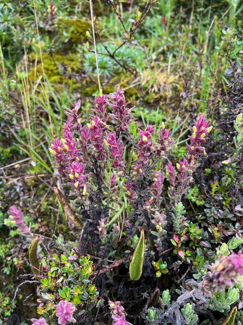 Neobartsia laticrenata photo 5