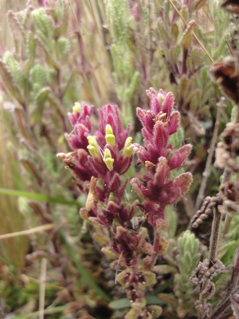 Neobartsia laticrenata photo 6