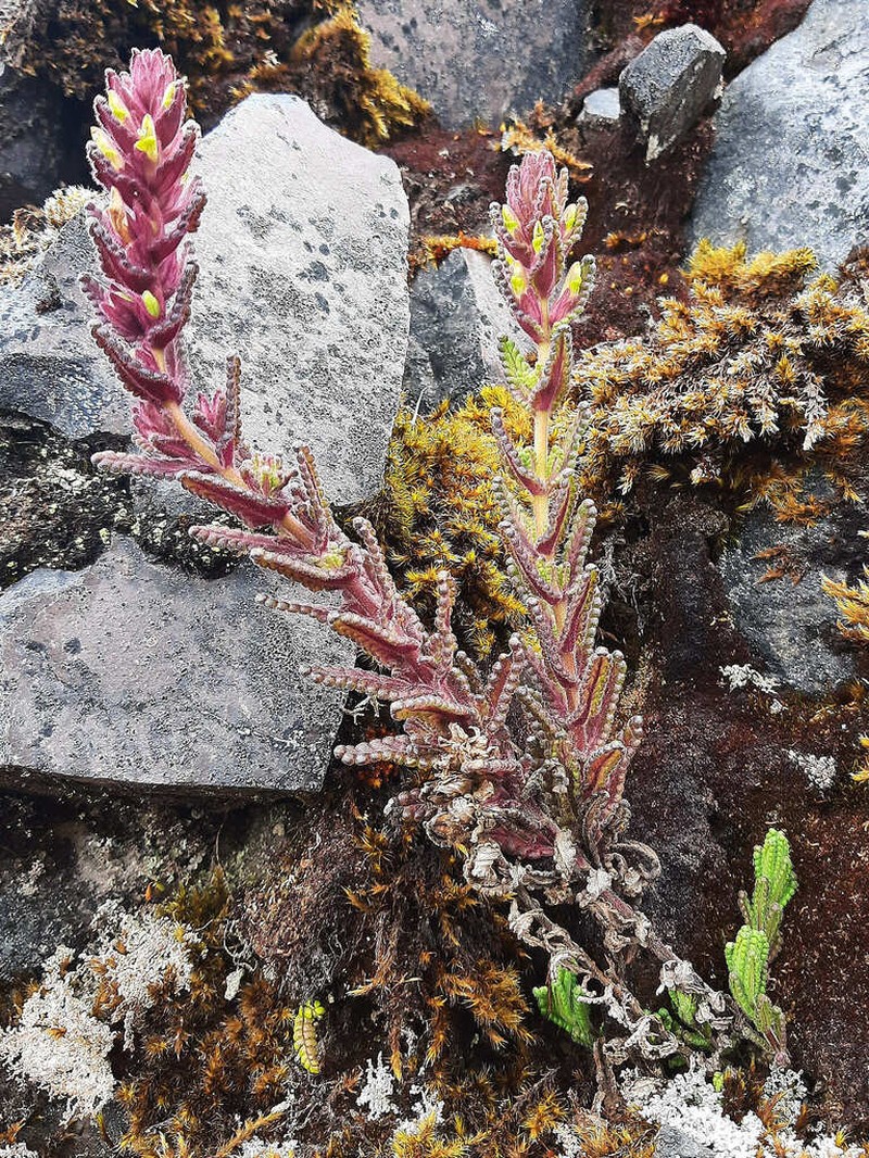 Neobartsia laticrenata photo 7