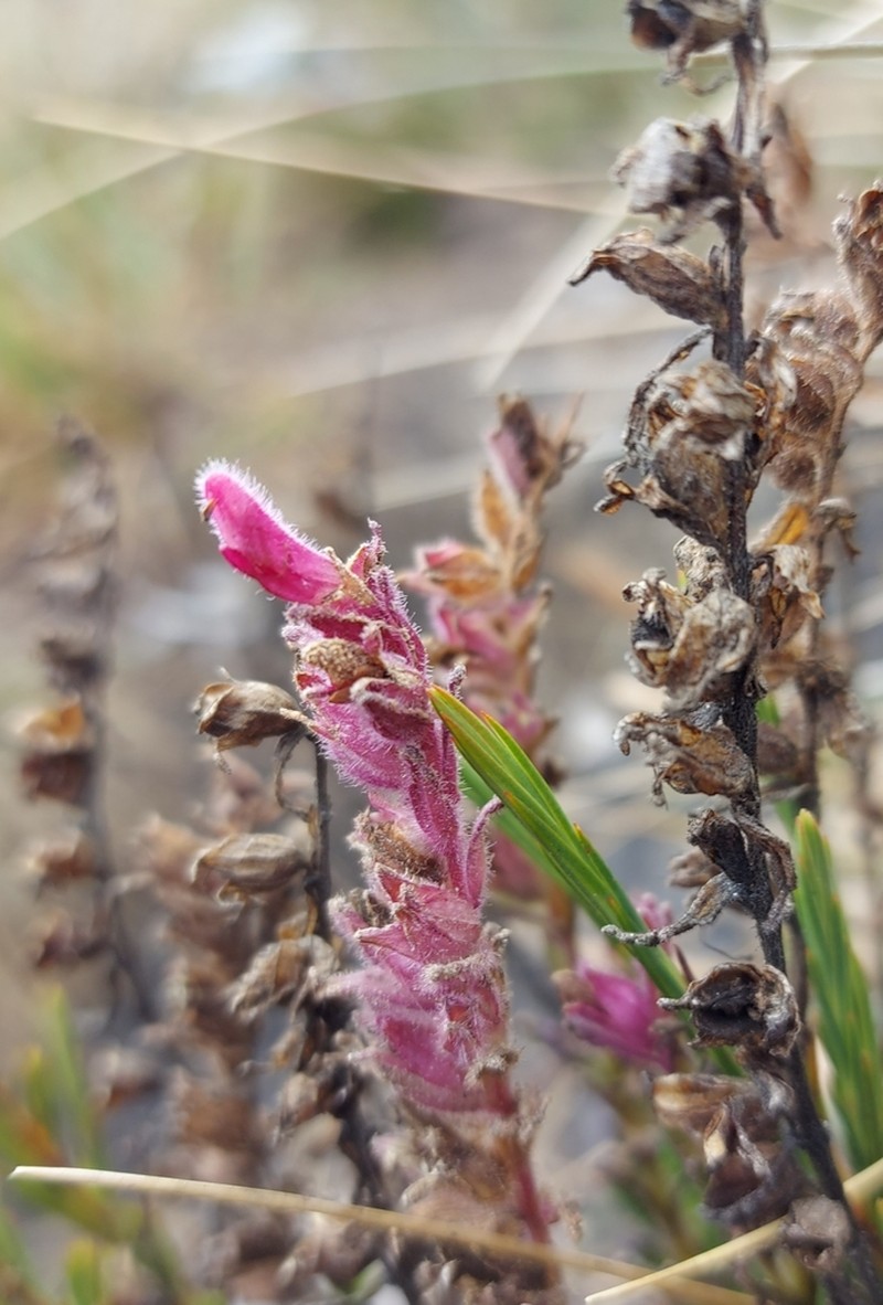 Neobartsia laticrenata photo 8