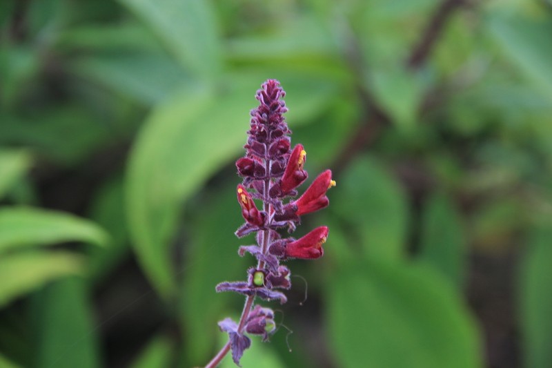 Neobartsia lydiae