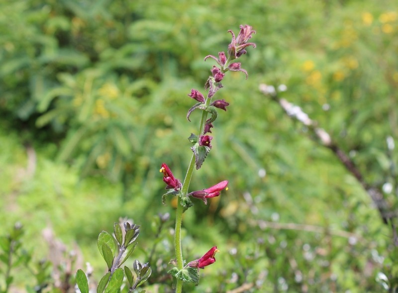 Neobartsia lydiae photo 2