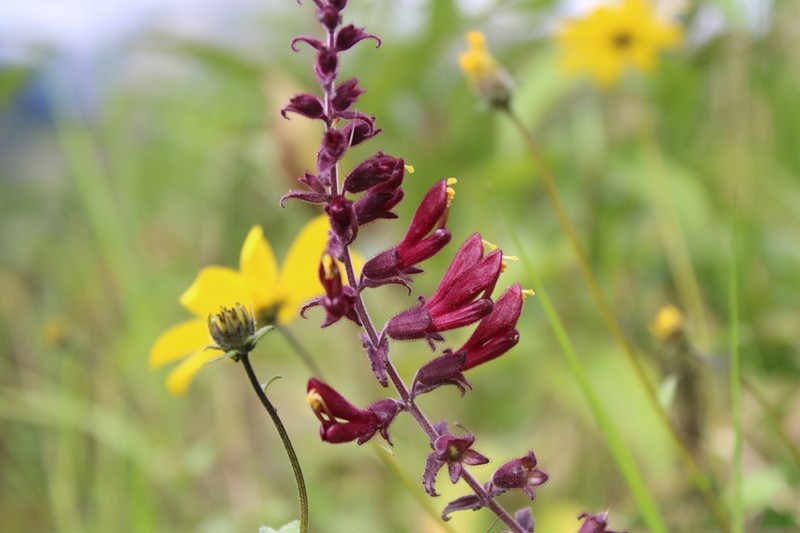 Neobartsia lydiae photo 3