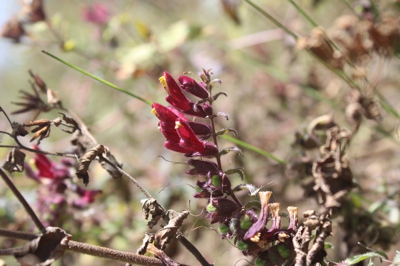 Neobartsia lydiae photo 4