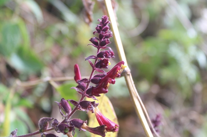 Neobartsia lydiae photo 5