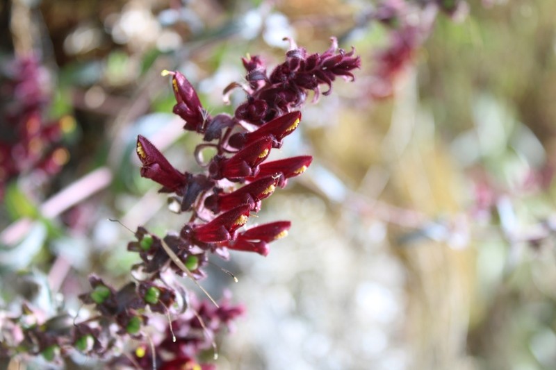 Neobartsia lydiae photo 6