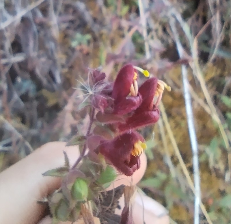 Neobartsia lydiae photo 7