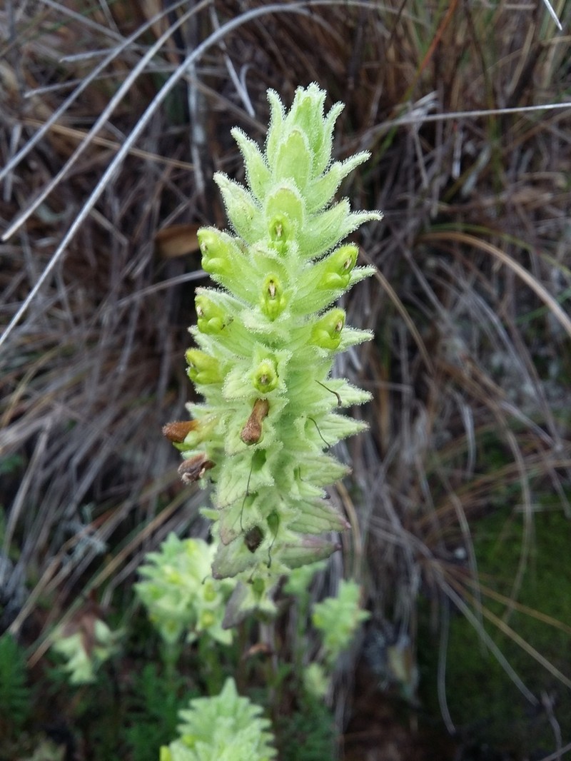 Neobartsia matuy