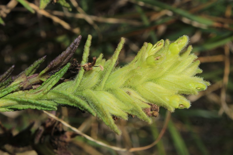 Neobartsia matuy photo 3