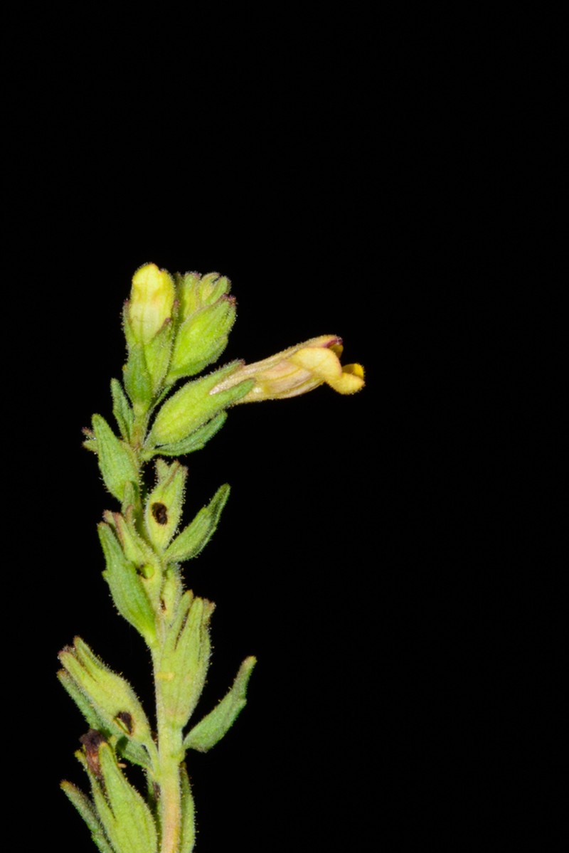 Neobartsia melampyroides