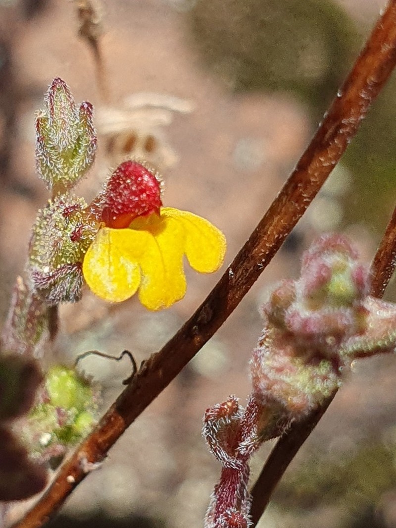 Neobartsia melampyroides photo 2