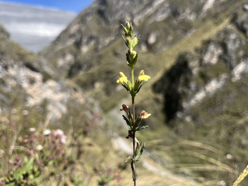 Neobartsia melampyroides photo 3