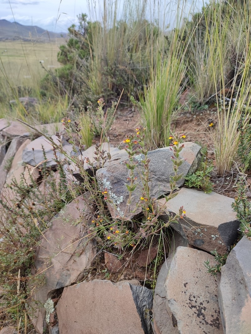 Neobartsia melampyroides photo 4