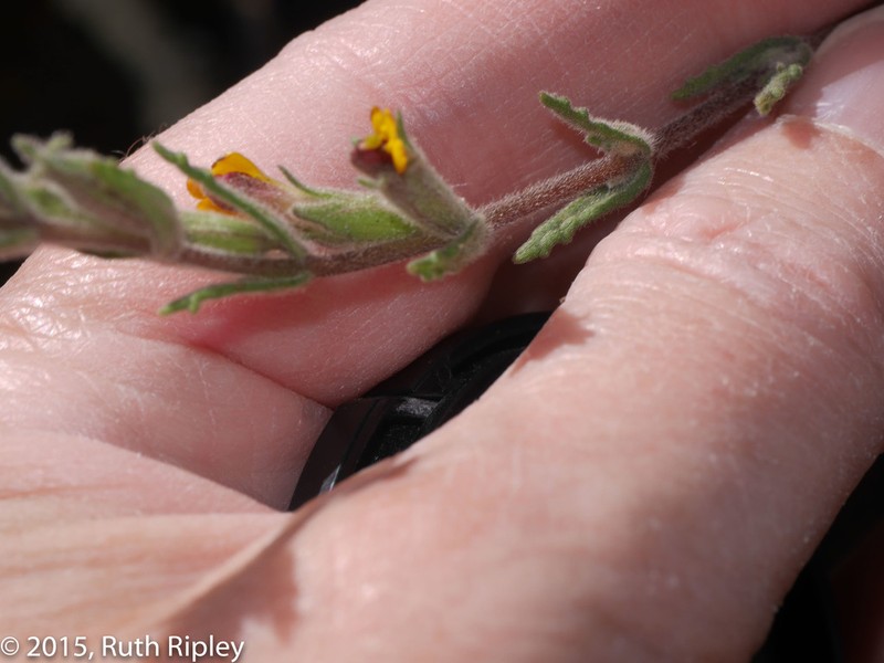 Neobartsia melampyroides photo 5