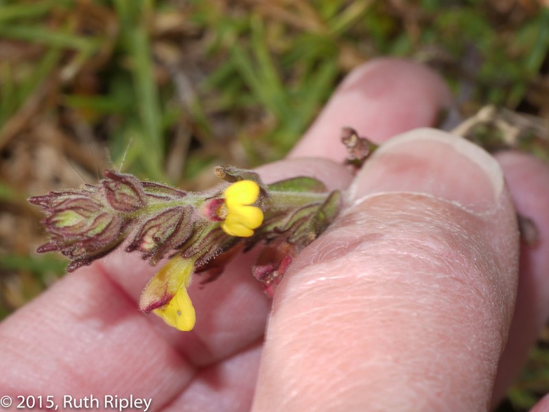 Neobartsia melampyroides photo 6