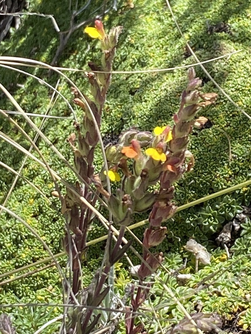 Neobartsia melampyroides photo 7