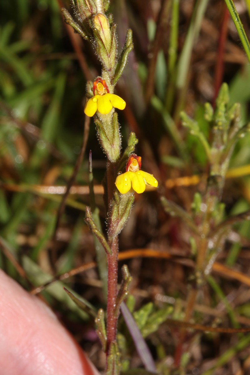 Neobartsia melampyroides photo 8