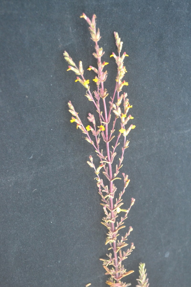 Neobartsia mutica