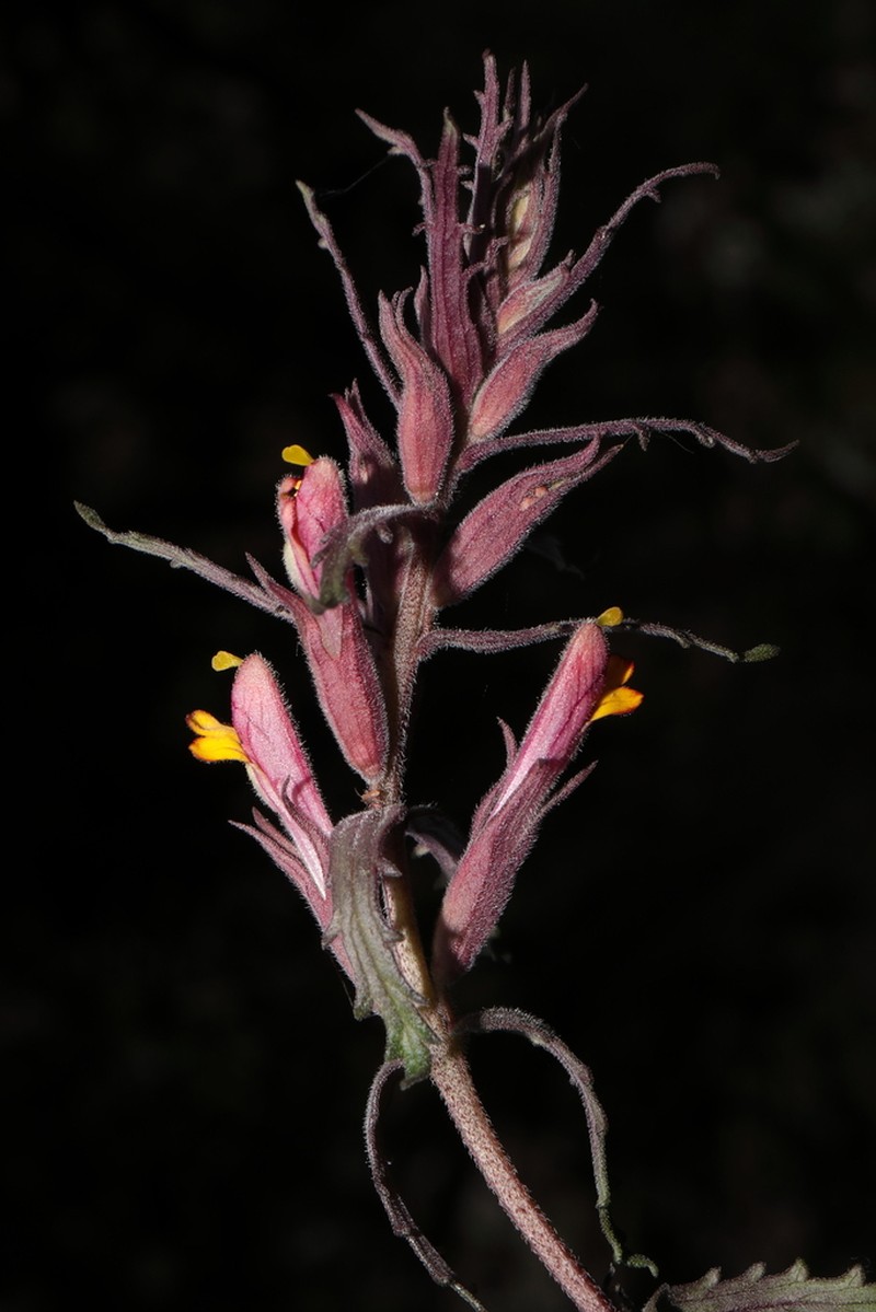 Neobartsia mutica photo 2