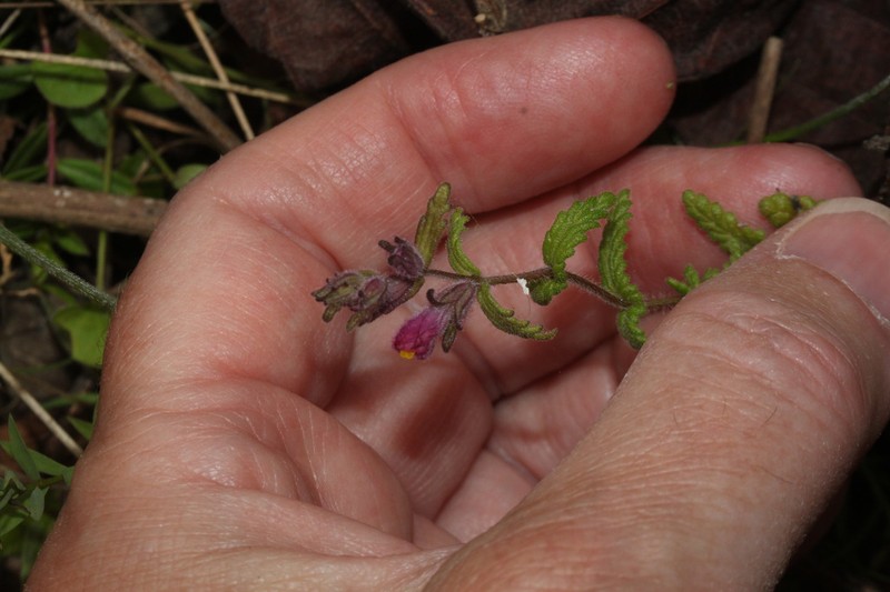 Neobartsia mutica photo 3