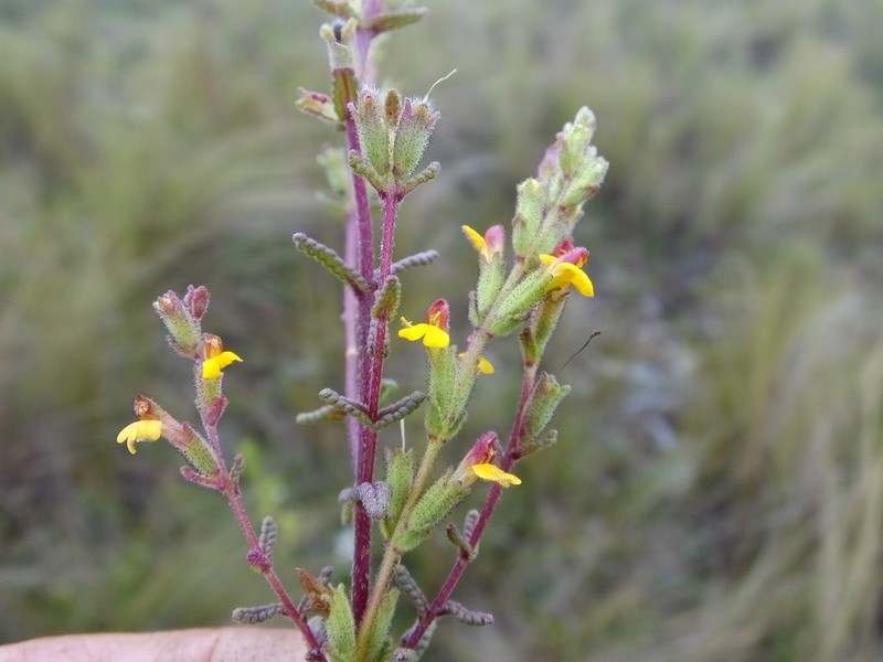 Neobartsia mutica photo 4