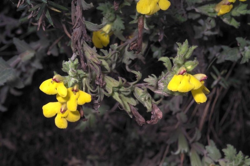 Neobartsia mutica photo 5