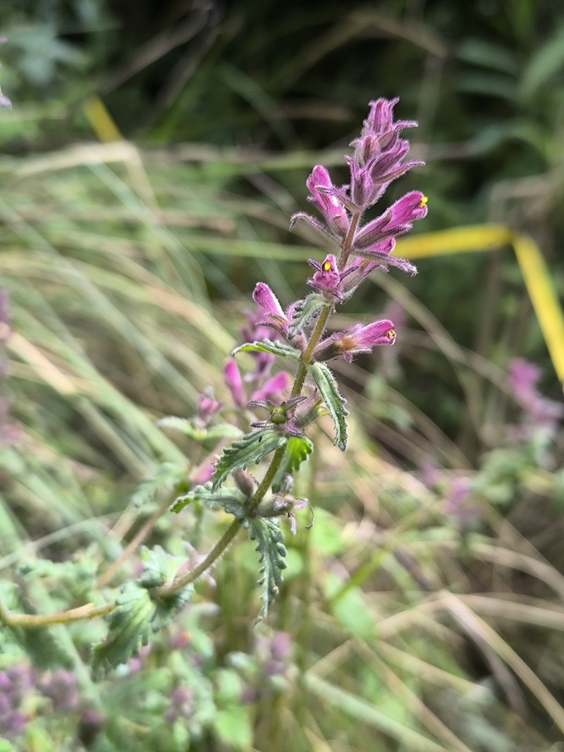 Neobartsia mutica photo 6