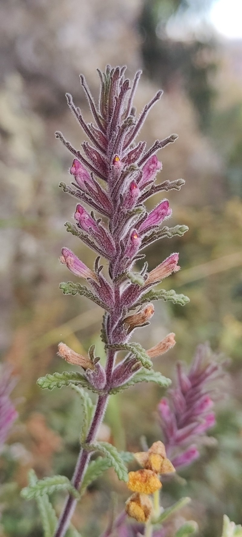 Neobartsia mutica photo 7