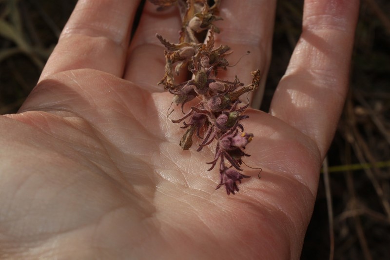 Neobartsia mutica photo 8
