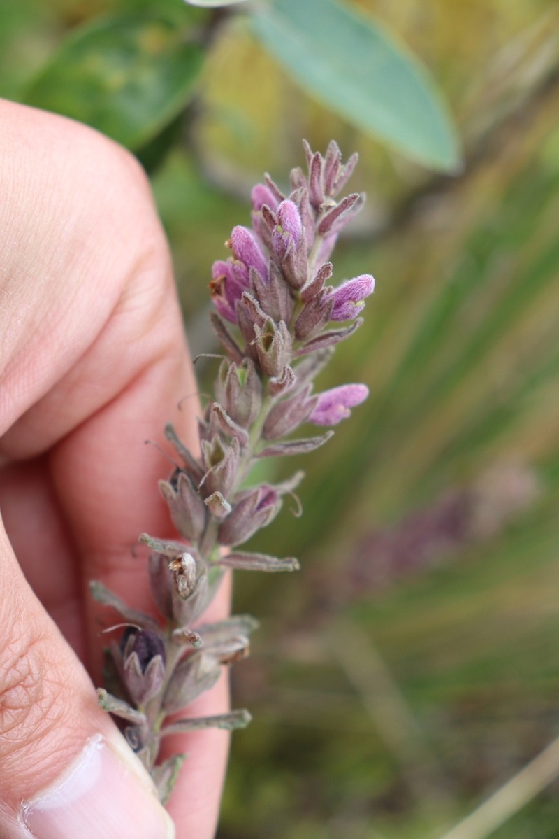 Neobartsia orthocarpiflora