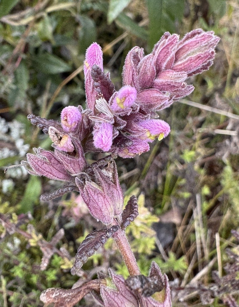 Neobartsia orthocarpiflora photo 2