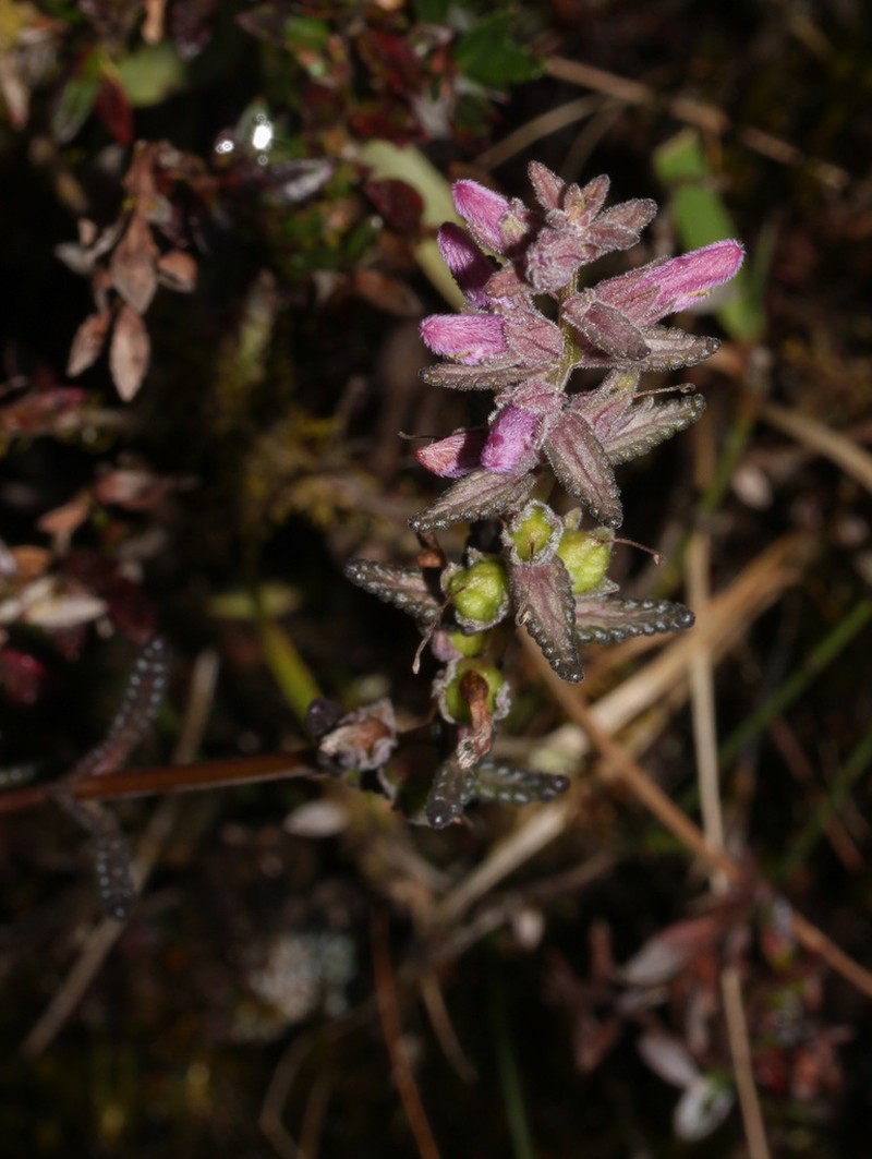 Neobartsia orthocarpiflora photo 3
