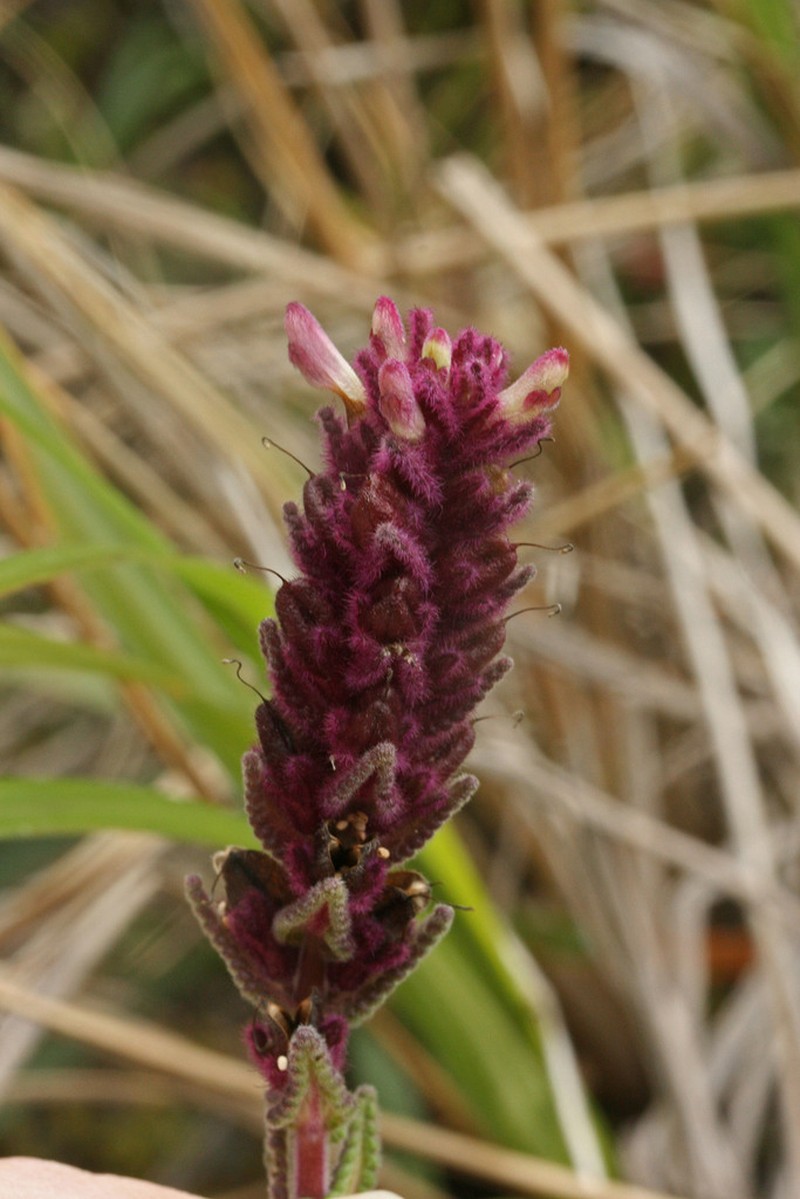 Neobartsia orthocarpiflora photo 4