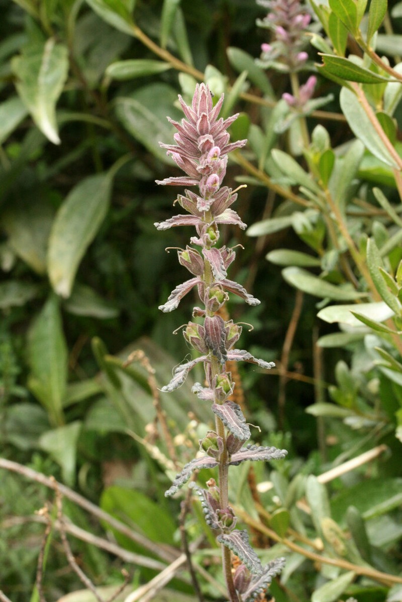 Neobartsia orthocarpiflora photo 5