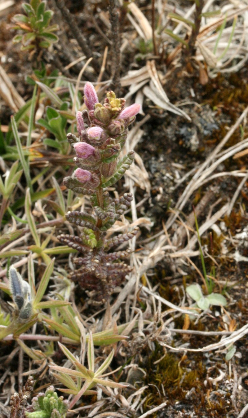 Neobartsia orthocarpiflora photo 6