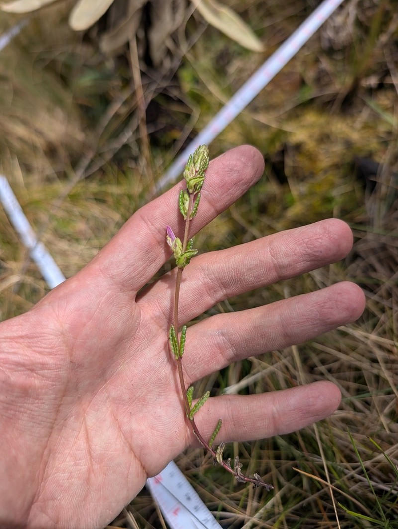 Neobartsia orthocarpiflora photo 7