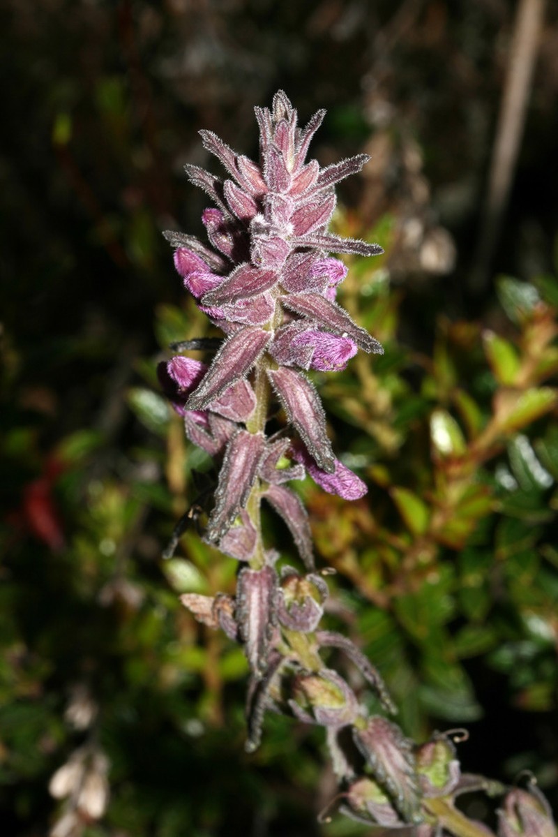 Neobartsia orthocarpiflora photo 8