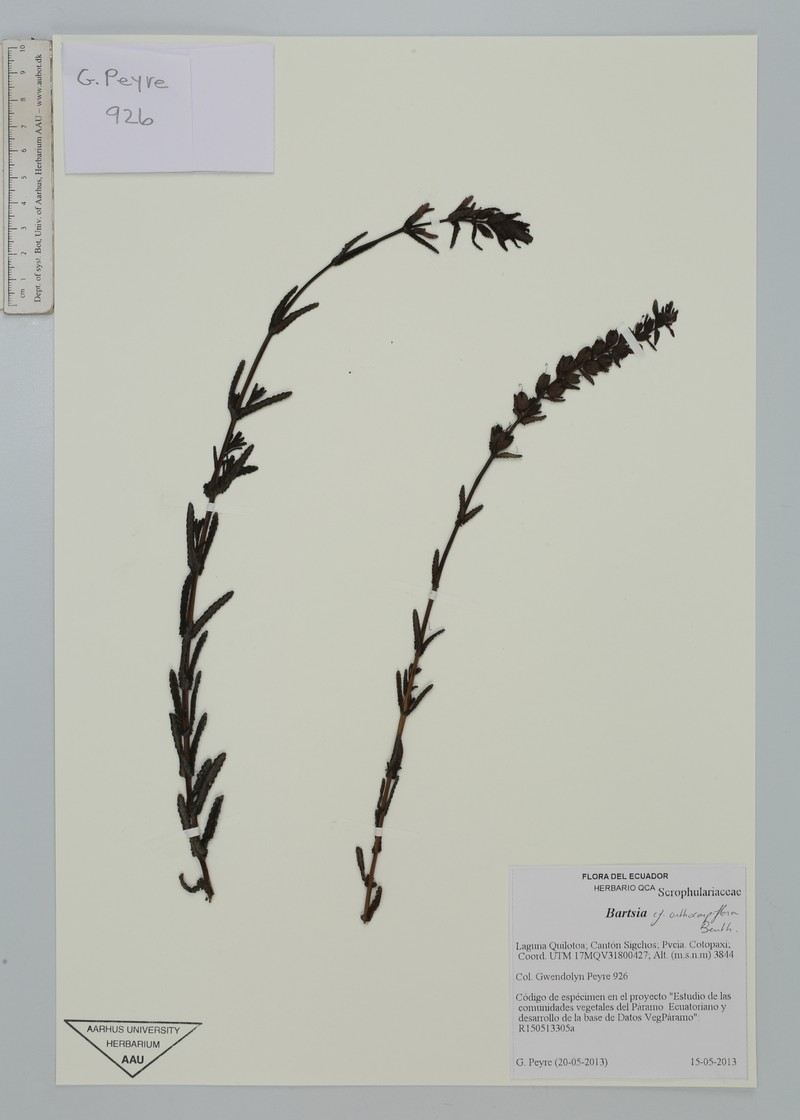 Neobartsia orthocarpiflora subsp. orthocarpiflora