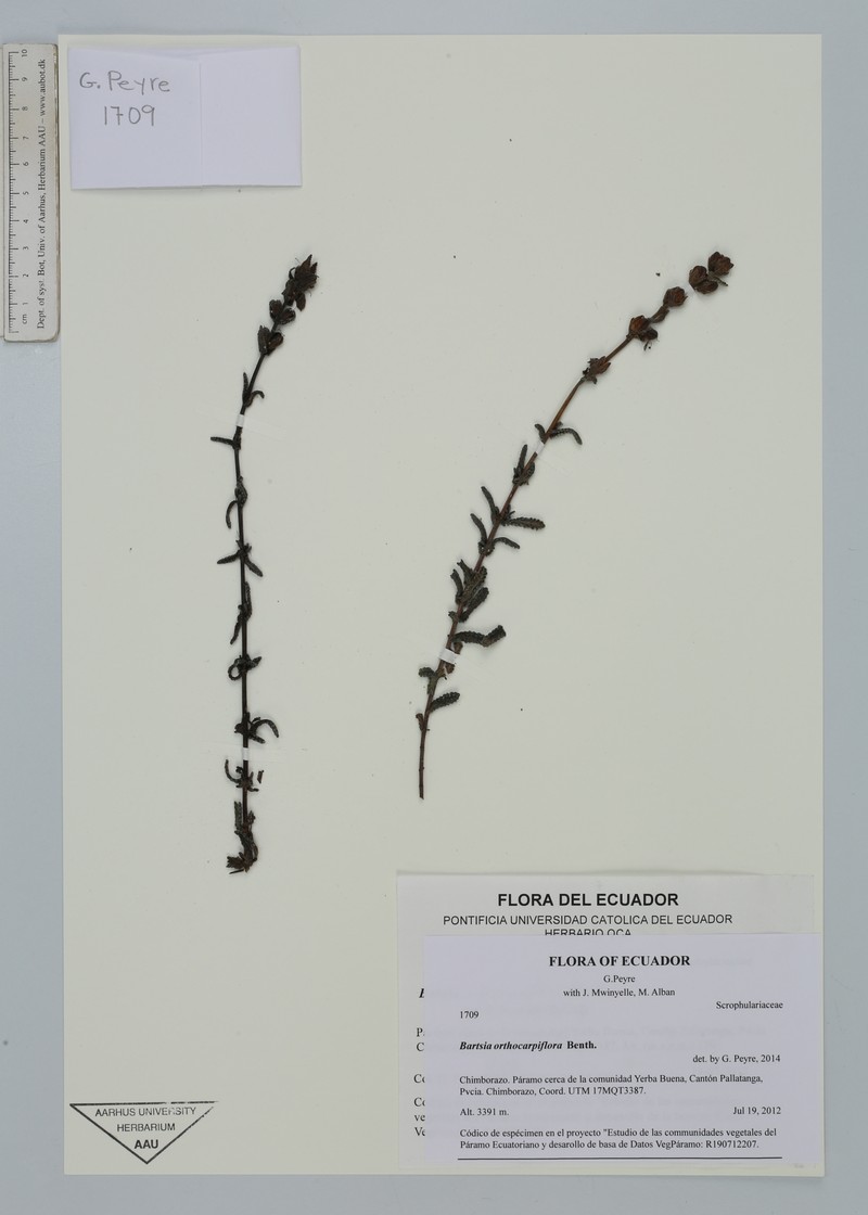 Neobartsia orthocarpiflora subsp. orthocarpiflora photo 2