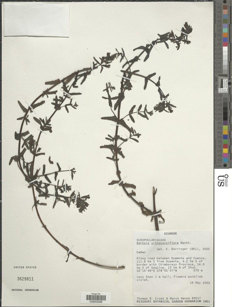 Neobartsia orthocarpiflora subsp. orthocarpiflora photo 3