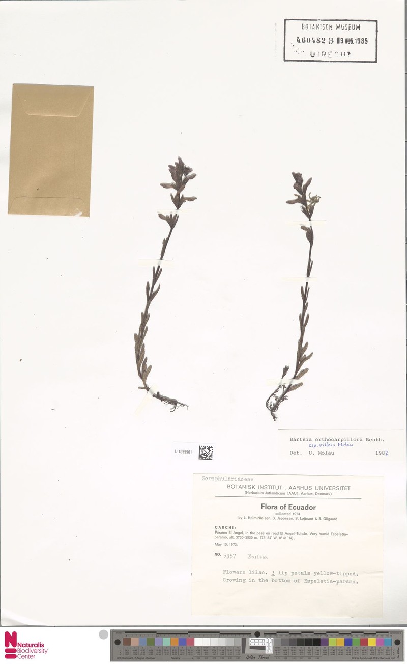 Neobartsia orthocarpiflora subsp. villosa photo 2