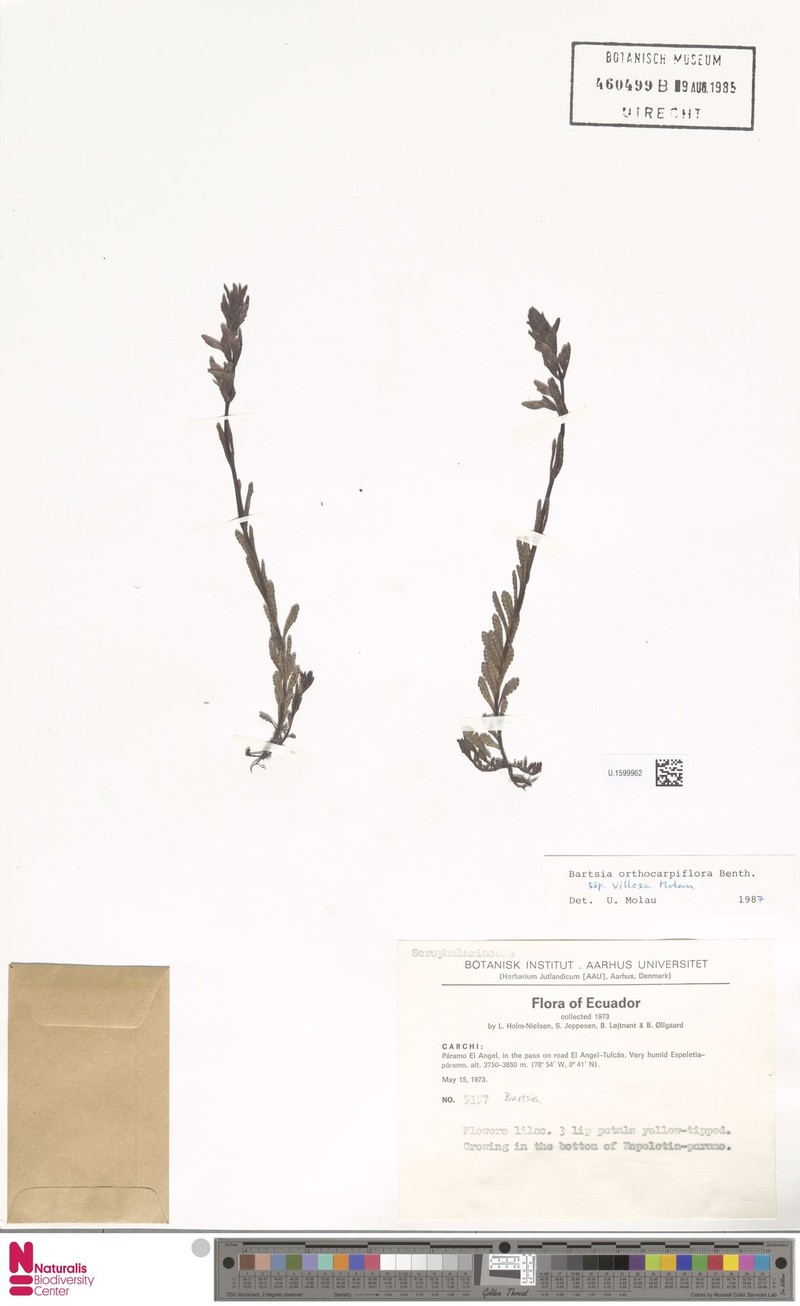Neobartsia orthocarpiflora subsp. villosa photo 3