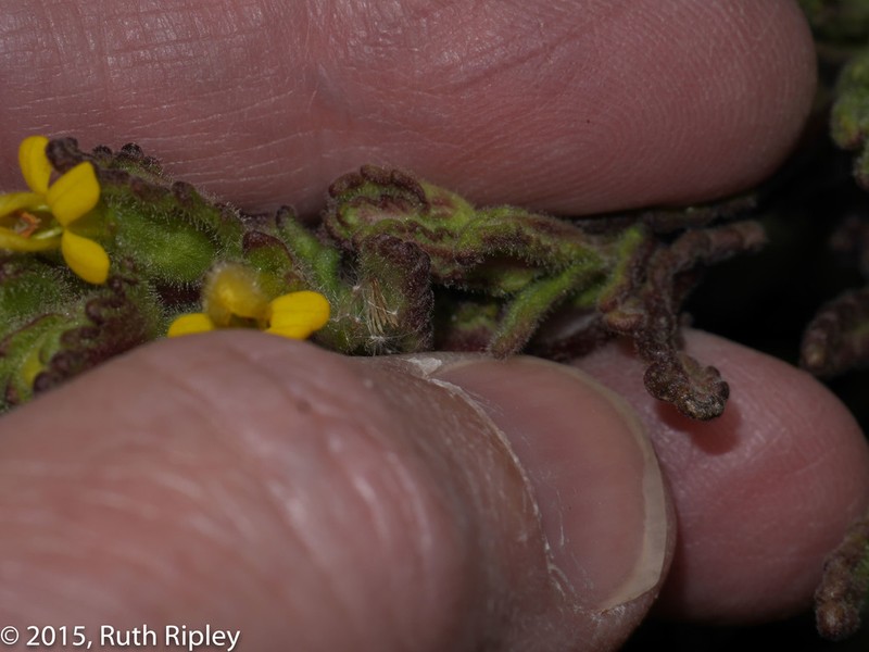 Neobartsia patens