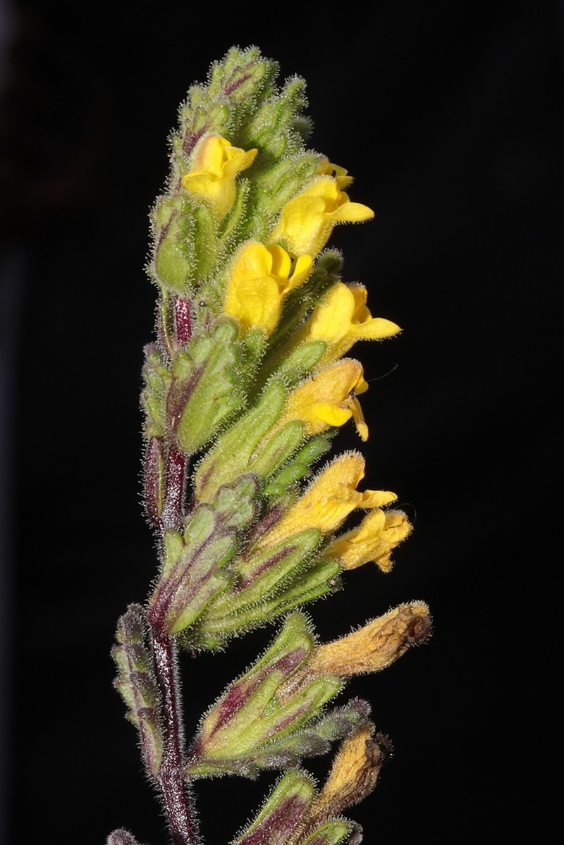Neobartsia patens photo 2