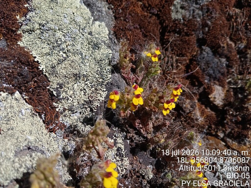 Neobartsia patens photo 3