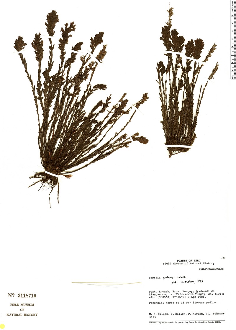 Neobartsia patens photo 4